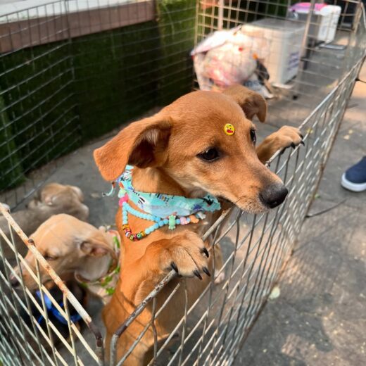 PetCaféHoje o conteúdo é um pouco diferente e muuuito mais adorável! Conheci o @petcafebh , um l (4)